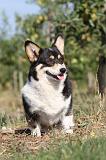CORGI PEMBROKE 154